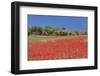 Field of Poppies and Olive Trees, Valle D'Itria, Bari District, Puglia, Italy, Europe-Markus Lange-Framed Photographic Print