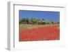 Field of Poppies and Olive Trees, Valle D'Itria, Bari District, Puglia, Italy, Europe-Markus Lange-Framed Photographic Print