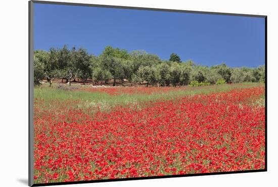 Field of Poppies and Olive Trees, Valle D'Itria, Bari District, Puglia, Italy, Europe-Markus Lange-Mounted Photographic Print