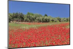 Field of Poppies and Olive Trees, Valle D'Itria, Bari District, Puglia, Italy, Europe-Markus Lange-Mounted Photographic Print