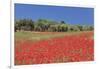 Field of Poppies and Olive Trees, Valle D'Itria, Bari District, Puglia, Italy, Europe-Markus Lange-Framed Photographic Print