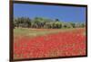 Field of Poppies and Olive Trees, Valle D'Itria, Bari District, Puglia, Italy, Europe-Markus Lange-Framed Photographic Print