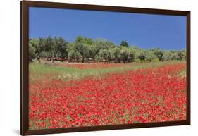 Field of Poppies and Olive Trees, Valle D'Itria, Bari District, Puglia, Italy, Europe-Markus Lange-Framed Photographic Print