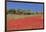 Field of Poppies and Olive Trees, Valle D'Itria, Bari District, Puglia, Italy, Europe-Markus Lange-Framed Photographic Print