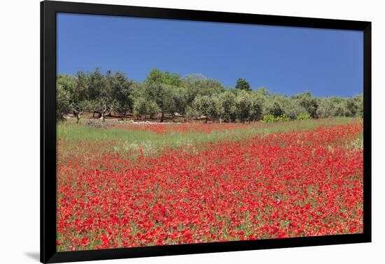 Field of Poppies and Olive Trees, Valle D'Itria, Bari District, Puglia, Italy, Europe-Markus Lange-Framed Photographic Print