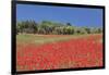 Field of Poppies and Olive Trees, Valle D'Itria, Bari District, Puglia, Italy, Europe-Markus Lange-Framed Photographic Print