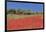 Field of Poppies and Olive Trees, Valle D'Itria, Bari District, Puglia, Italy, Europe-Markus Lange-Framed Photographic Print