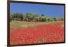 Field of Poppies and Olive Trees, Valle D'Itria, Bari District, Puglia, Italy, Europe-Markus Lange-Framed Premium Photographic Print