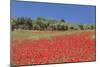 Field of Poppies and Olive Trees, Valle D'Itria, Bari District, Puglia, Italy, Europe-Markus Lange-Mounted Photographic Print