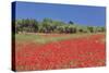Field of Poppies and Olive Trees, Valle D'Itria, Bari District, Puglia, Italy, Europe-Markus Lange-Stretched Canvas