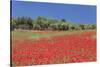 Field of Poppies and Olive Trees, Valle D'Itria, Bari District, Puglia, Italy, Europe-Markus Lange-Stretched Canvas