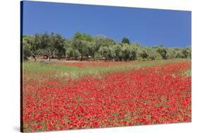 Field of Poppies and Olive Trees, Valle D'Itria, Bari District, Puglia, Italy, Europe-Markus Lange-Stretched Canvas