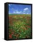 Field of Poppies and Wild Flowers, Pienza in Background, Tuscany, Italy, Europe-Lee Frost-Framed Stretched Canvas