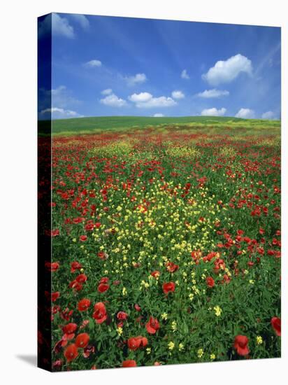 Field of Poppies and Wild Flowers, Pienza in Background, Tuscany, Italy, Europe-Lee Frost-Stretched Canvas