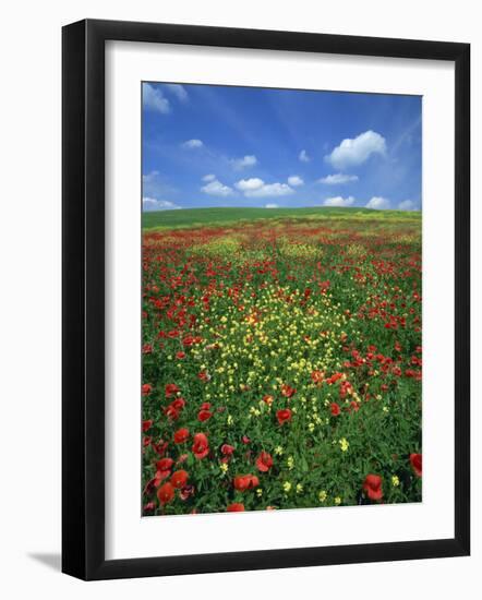 Field of Poppies and Wild Flowers, Pienza in Background, Tuscany, Italy, Europe-Lee Frost-Framed Photographic Print