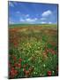 Field of Poppies and Wild Flowers, Pienza in Background, Tuscany, Italy, Europe-Lee Frost-Mounted Photographic Print