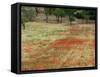 Field of Poppies, Cisternino, Puglia, Italy-Walter Bibikow-Framed Stretched Canvas