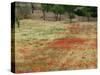 Field of Poppies, Cisternino, Puglia, Italy-Walter Bibikow-Stretched Canvas