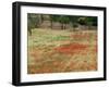 Field of Poppies, Cisternino, Puglia, Italy-Walter Bibikow-Framed Photographic Print