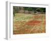 Field of Poppies, Cisternino, Puglia, Italy-Walter Bibikow-Framed Photographic Print