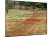 Field of Poppies, Cisternino, Puglia, Italy-Walter Bibikow-Mounted Photographic Print