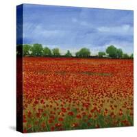 Field of Poppies I-Tim OToole-Stretched Canvas