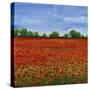 Field of Poppies I-Tim OToole-Stretched Canvas