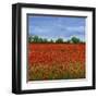 Field of Poppies I-Tim OToole-Framed Art Print