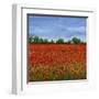 Field of Poppies I-Tim OToole-Framed Art Print