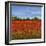 Field of Poppies I-Tim OToole-Framed Art Print