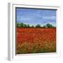 Field of Poppies I-Tim OToole-Framed Art Print