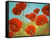 Field of Poppies II-Vivien Rhyan-Framed Stretched Canvas
