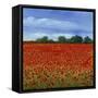 Field of Poppies II-Tim OToole-Framed Stretched Canvas