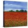 Field of Poppies II-Tim OToole-Stretched Canvas