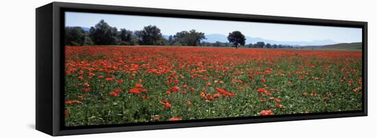 Field of Poppies in Spring, Near San Quirico D'Orcia, Tuscany, Italy, Europe-Lee Frost-Framed Stretched Canvas