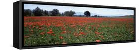 Field of Poppies in Spring, Near San Quirico D'Orcia, Tuscany, Italy, Europe-Lee Frost-Framed Stretched Canvas