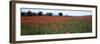 Field of Poppies in Spring, Near San Quirico D'Orcia, Tuscany, Italy, Europe-Lee Frost-Framed Photographic Print