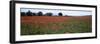 Field of Poppies in Spring, Near San Quirico D'Orcia, Tuscany, Italy, Europe-Lee Frost-Framed Photographic Print