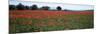 Field of Poppies in Spring, Near San Quirico D'Orcia, Tuscany, Italy, Europe-Lee Frost-Mounted Photographic Print