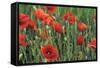 Field of Poppies, Neresheim, Swabian Alb, Baden Wurttemberg, Germany, Europe-Markus-Framed Stretched Canvas