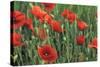 Field of Poppies, Neresheim, Swabian Alb, Baden Wurttemberg, Germany, Europe-Markus-Stretched Canvas