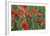 Field of Poppies, Neresheim, Swabian Alb, Baden Wurttemberg, Germany, Europe-Markus-Framed Photographic Print