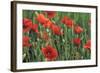 Field of Poppies, Neresheim, Swabian Alb, Baden Wurttemberg, Germany, Europe-Markus-Framed Photographic Print