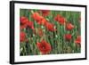 Field of Poppies, Neresheim, Swabian Alb, Baden Wurttemberg, Germany, Europe-Markus-Framed Photographic Print