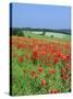 Field of Poppies, Neresheim, Swabian Alb, Baden Wurttemberg, Germany, Europe-Markus Lange-Stretched Canvas