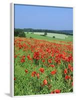 Field of Poppies, Neresheim, Swabian Alb, Baden Wurttemberg, Germany, Europe-Markus Lange-Framed Photographic Print