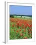 Field of Poppies, Neresheim, Swabian Alb, Baden Wurttemberg, Germany, Europe-Markus Lange-Framed Photographic Print