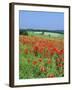 Field of Poppies, Neresheim, Swabian Alb, Baden Wurttemberg, Germany, Europe-Markus Lange-Framed Photographic Print