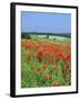 Field of Poppies, Neresheim, Swabian Alb, Baden Wurttemberg, Germany, Europe-Markus Lange-Framed Photographic Print