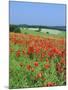 Field of Poppies, Neresheim, Swabian Alb, Baden Wurttemberg, Germany, Europe-Markus Lange-Mounted Photographic Print